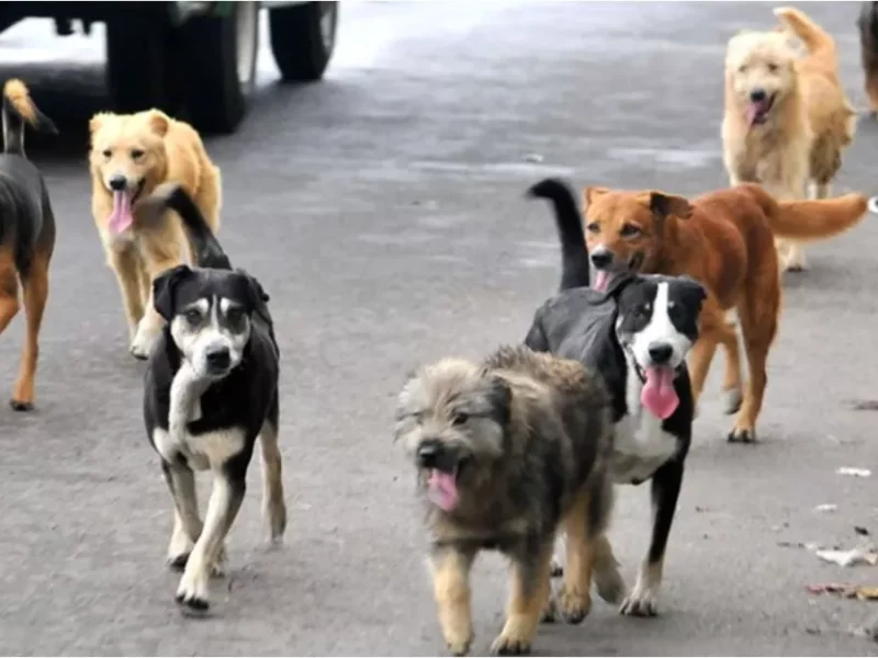 Envenenan a más de 10 perros en Paseos de Castillotla, Puebla