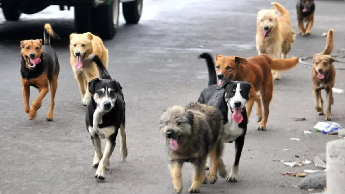 Envenenan a más de 10 perros en Paseos de Castillotla, Puebla