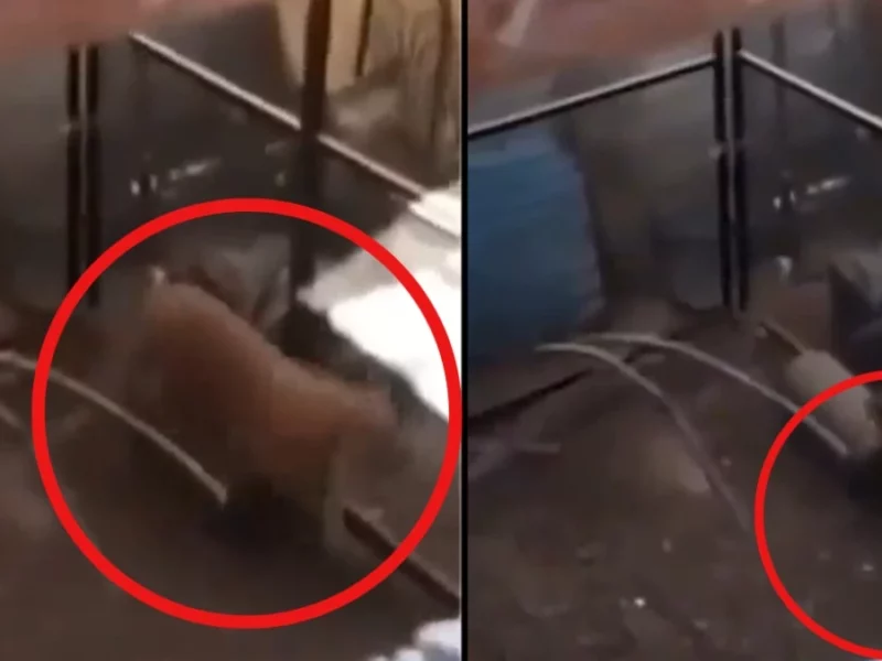 León en Puebla: lo tenían como mascota en Balcones del Sur (VIDEO)