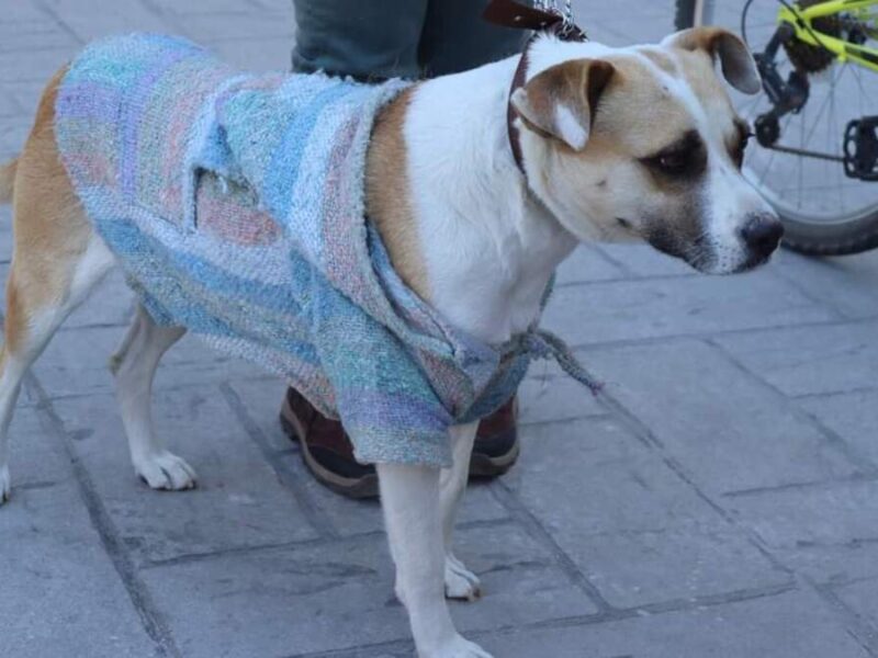 En Amozoc concluye campaña de esterilización para perros y gatos