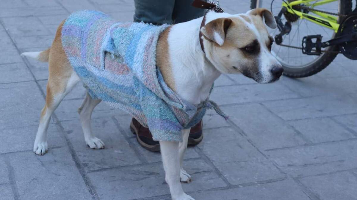 En Amozoc concluye campaña de esterilización para perros y gatos