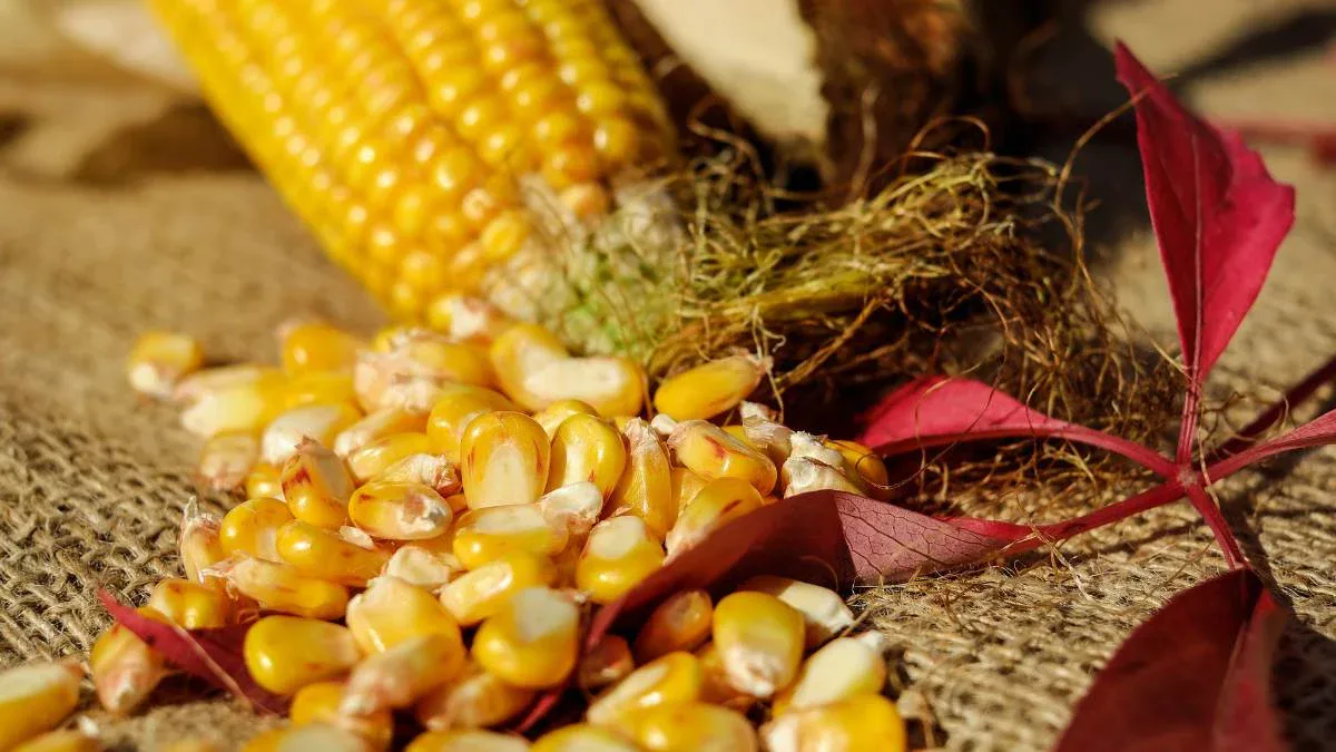 AMLO prohíbe consumo de maíz transgénico en México