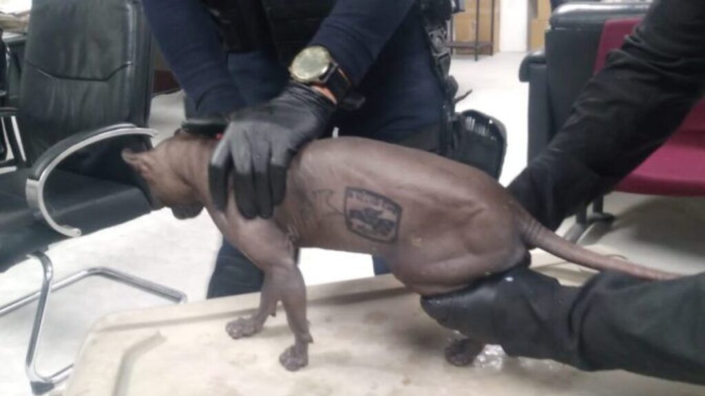 Gato egipcio con tatuajes de grupo criminal encontrado en penal de Chihuahua.