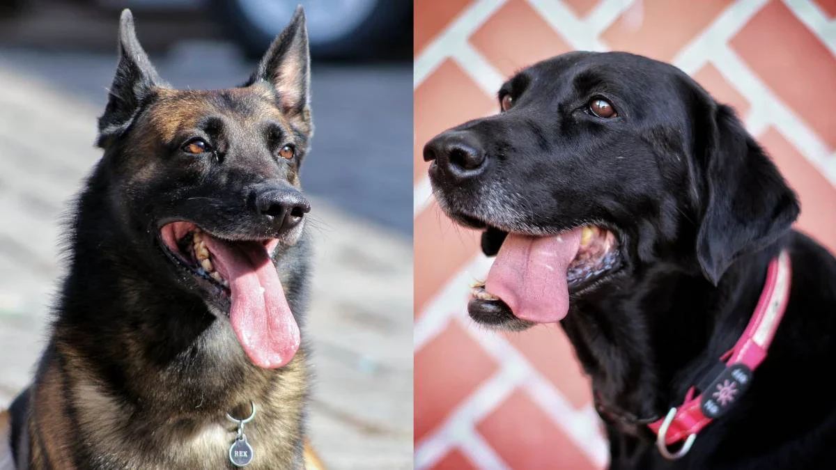 Rex y July: ellos son los perros rescatistas de Cruz Roja Puebla que ayudarán en Turquía