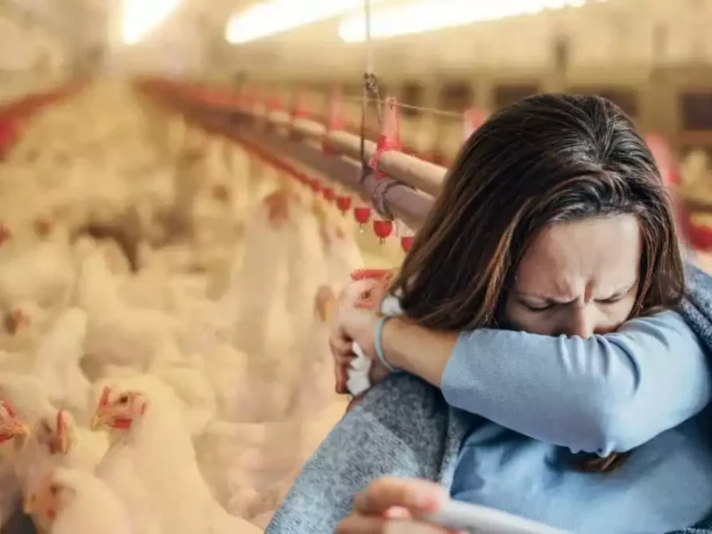 Gripe aviar H3N8 en China detectan tercer caso en una mujer