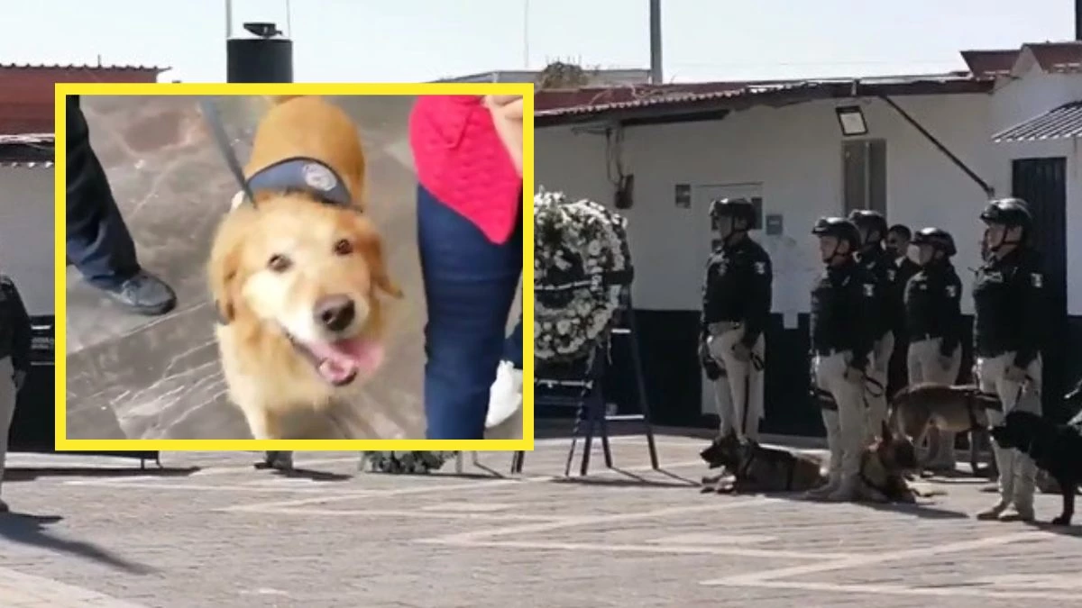 Homenaje a Dima: elemento canino de Policía Municipal de Puebla, detectaba drogas