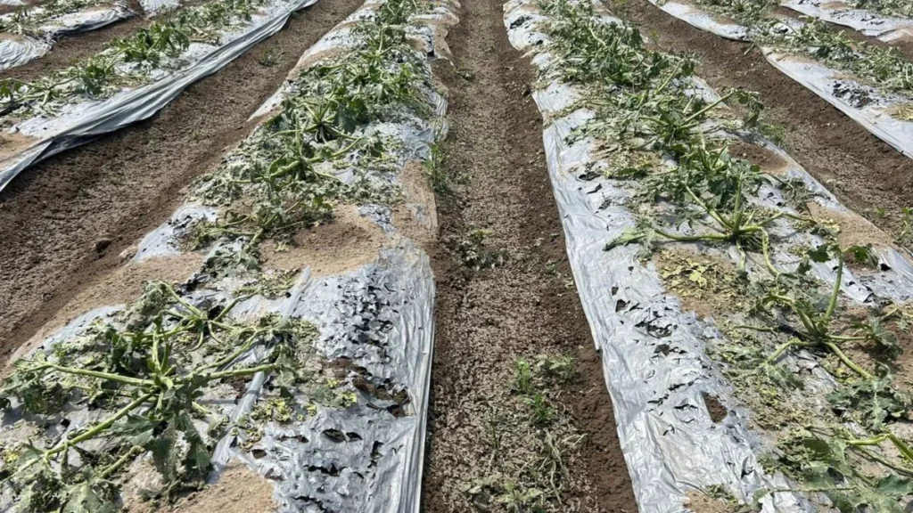 Granizo afecta cultivo en Felipe Ángeles y Quecholac