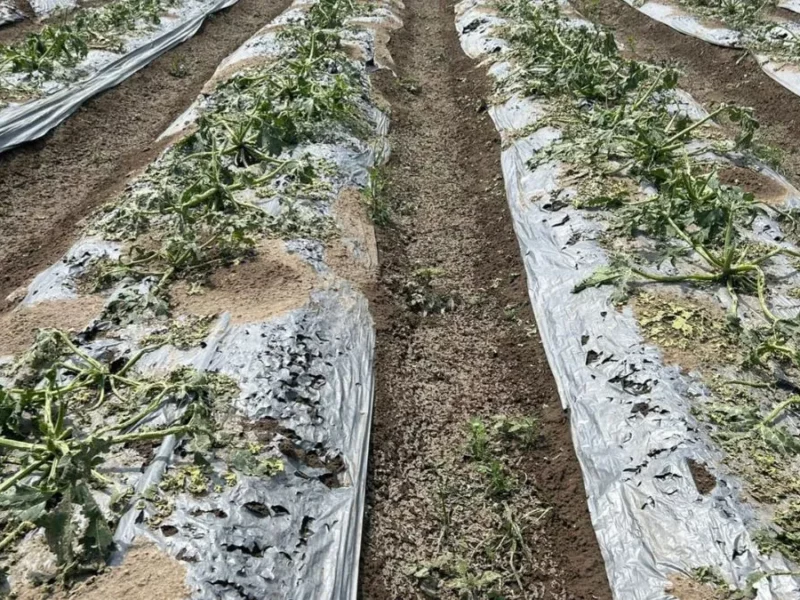 Granizo afecta cultivo en Felipe Ángeles y Quecholac