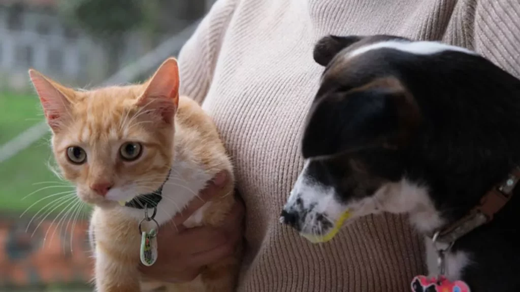 Gobierno de Eduardo Rivera construirá centro de atención para perros y gatos en Puebla