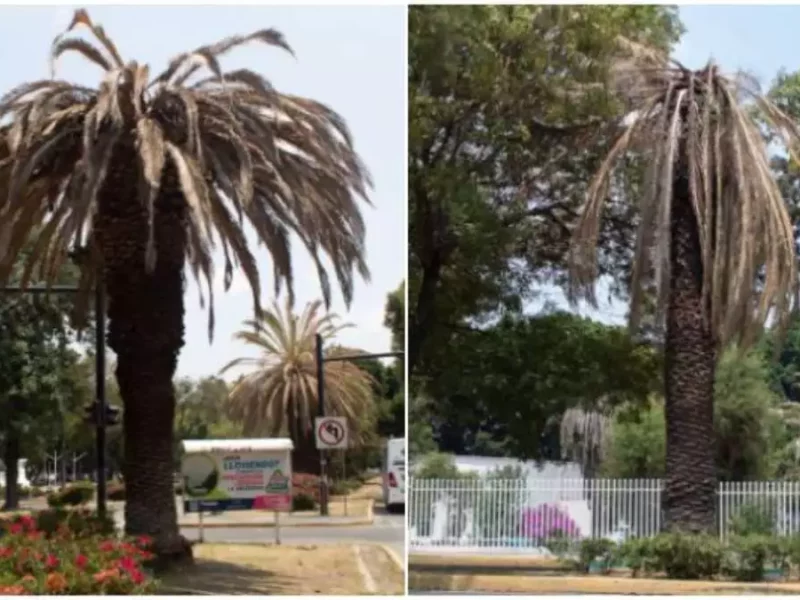 Retirarán palmeras con plaga desde bulevar Hermanos Serdán hasta Casa Aguayo en Puebla