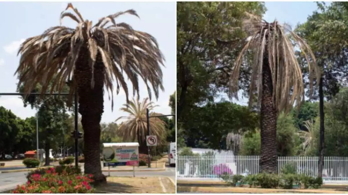 Retirarán palmeras con plaga desde bulevar Hermanos Serdán hasta Casa Aguayo en Puebla