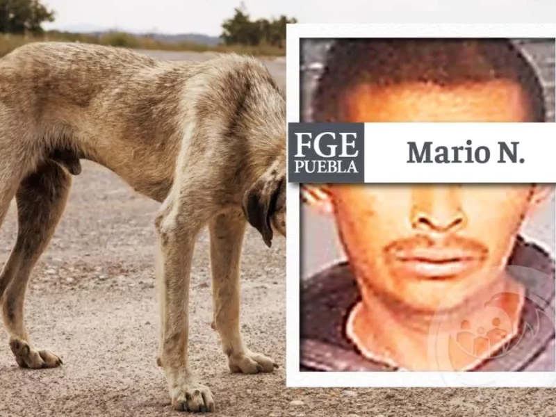 Dan prisión preventiva a Mario por romper la pata de un perro en Tehuacán