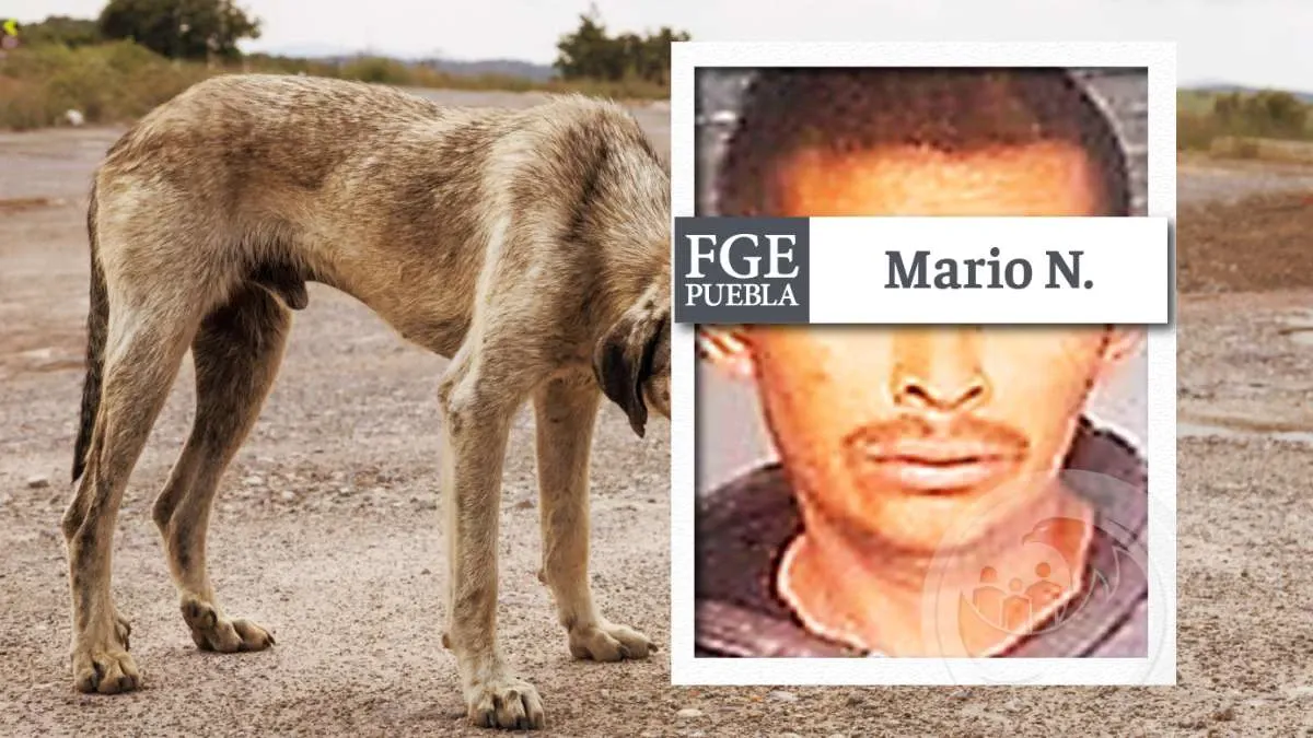 Dan prisión preventiva a Mario por romper la pata de un perro en Tehuacán