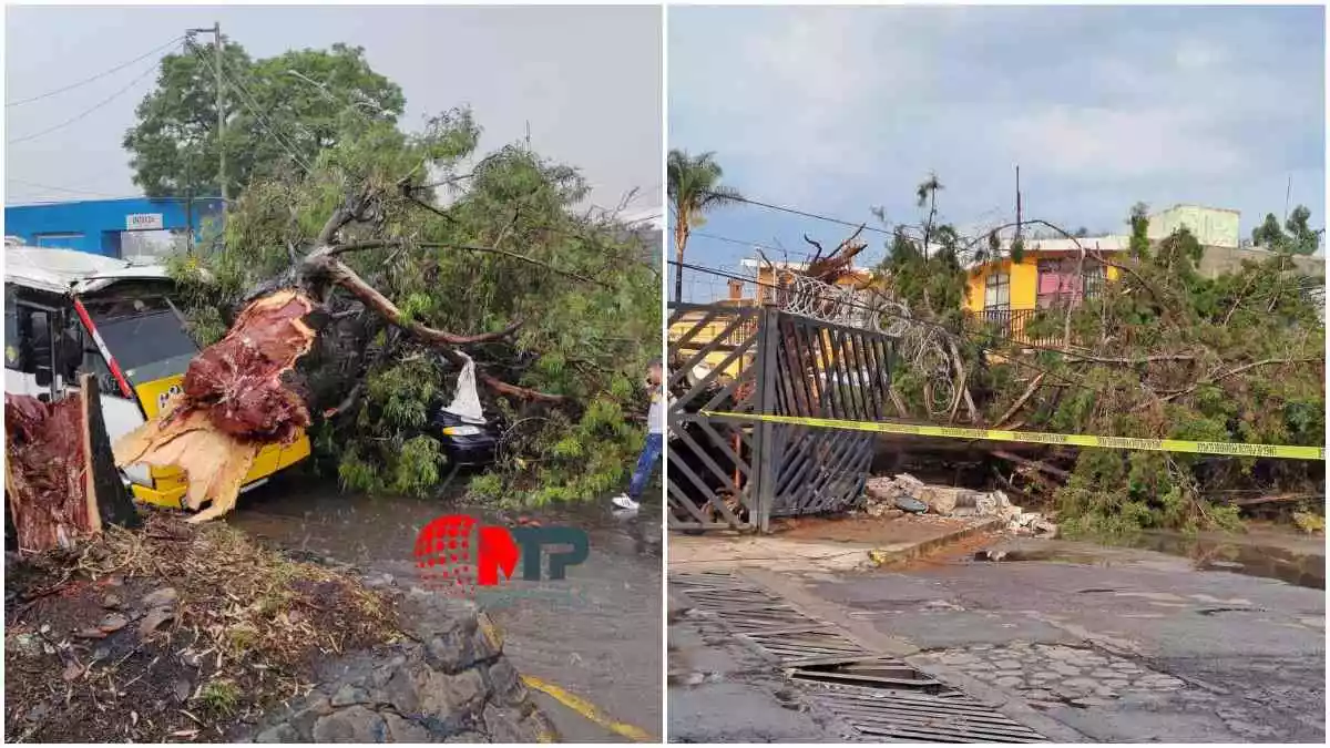 Por lluvias reportan 21 árboles afectados en ciudad de Puebla