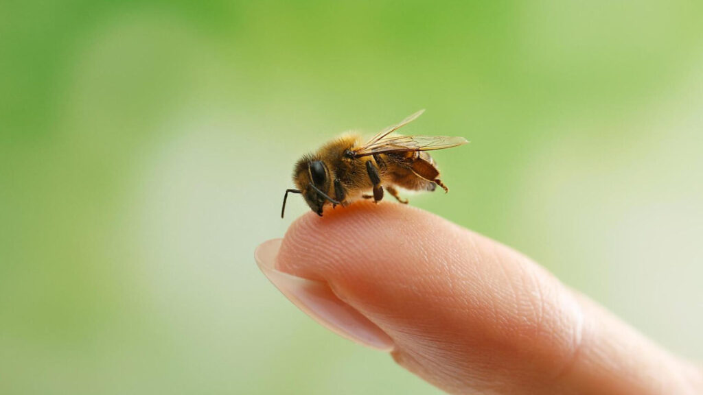 Abejas y los humanos