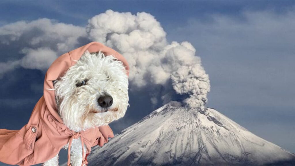 ¿Cómo proteger a tus mascotas de la ceniza del volcán Popocatépetl