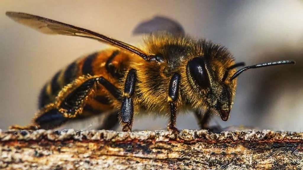 Día Mundial de las Abejas