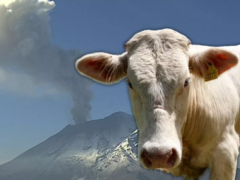 Hay 100 mil cabezas de ganado en municipios en alerta por volcán Popocatépetl