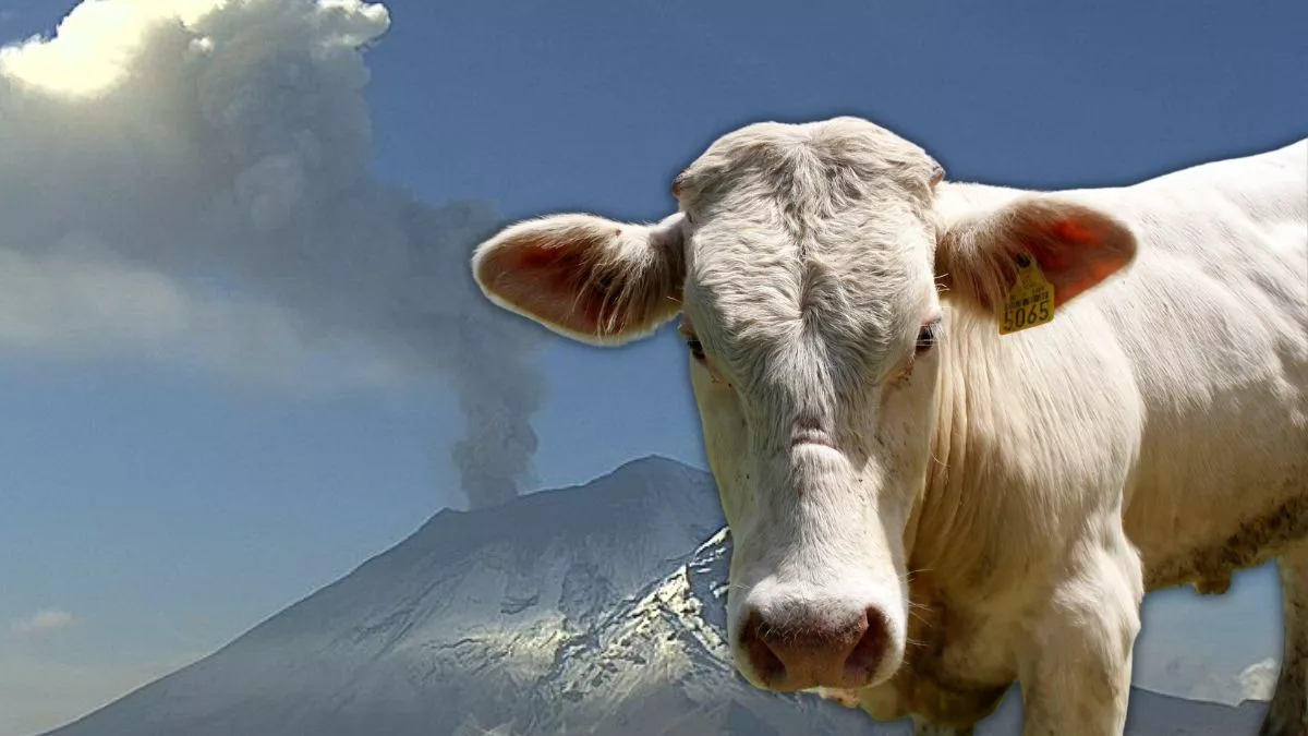 Hay 100 mil cabezas de ganado en municipios en alerta por volcán Popocatépetl