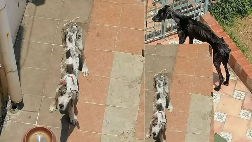 Piden ayuda para rescatar estos desnutridos perros en La Paz