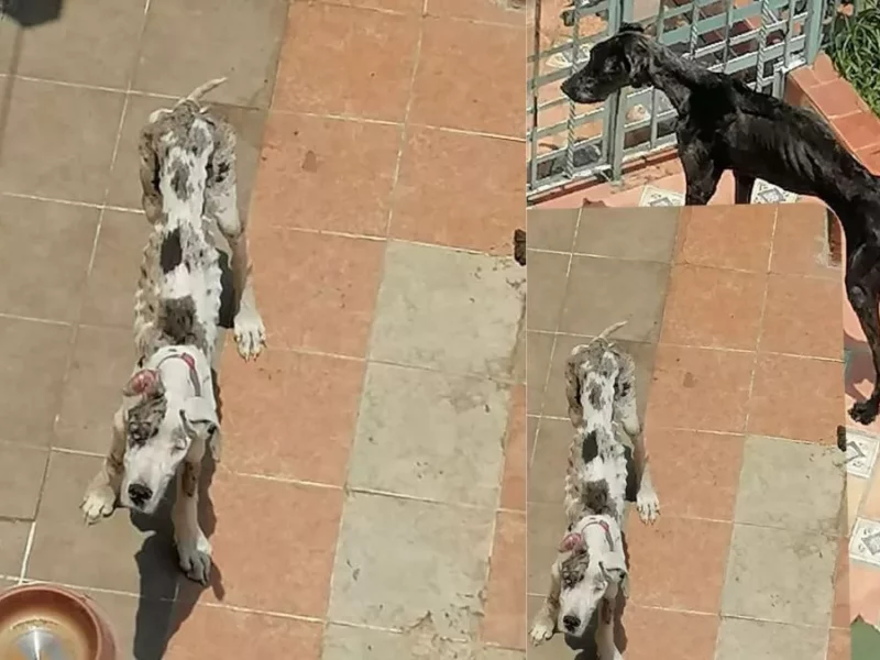 Piden ayuda para rescatar estos desnutridos perros en La Paz