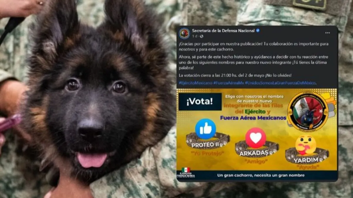 Ayuda a elegir el nombre del cachorro que le regaló Turquía a México