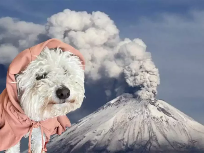 ¿Cómo proteger a tus mascotas de la ceniza del volcán Popocatépetl