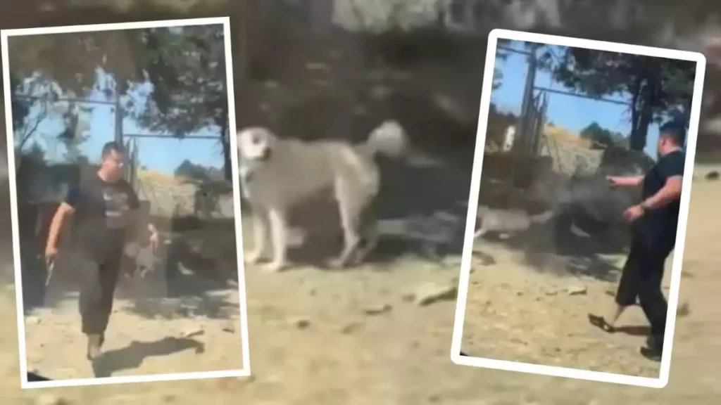 Excandidato del Verde y su hermano se graban matando a perro en Tlaxcala