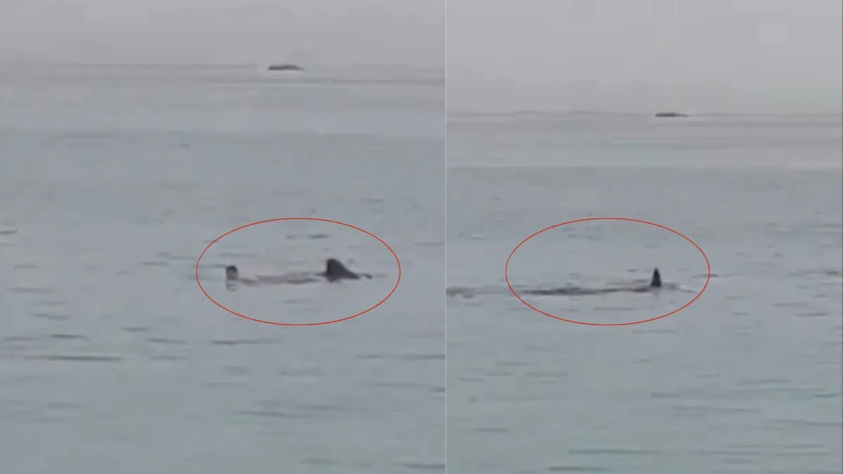 Capturas de video donde se observa cuando un turista es devorado por un tiburón