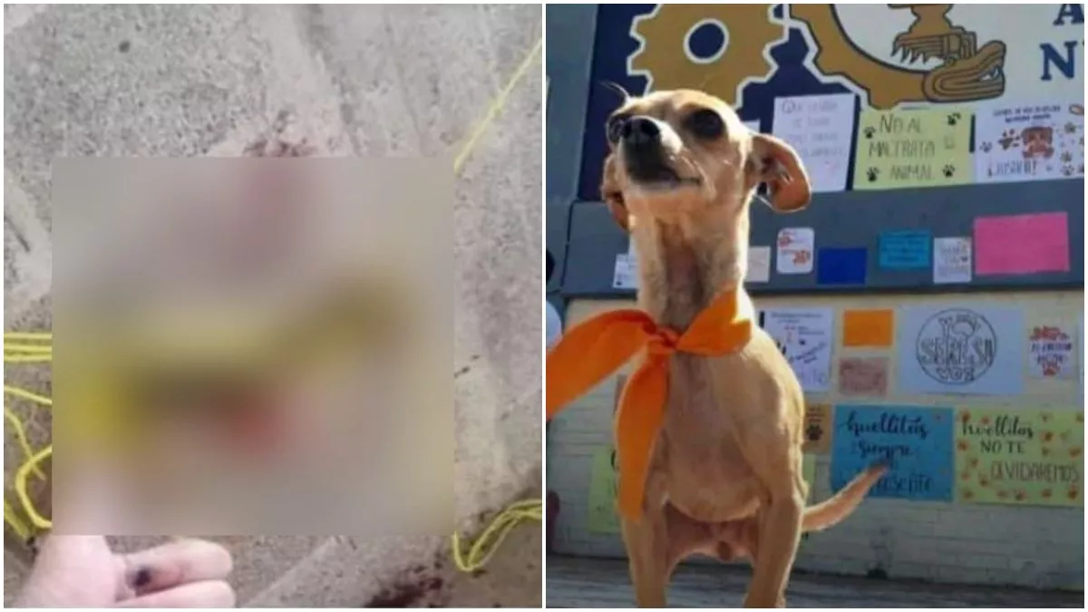Adolescentes que mataron y violaron a perros en Huauchinango y Atlixco no serán detenidos