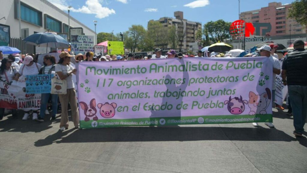 Justicia para perros en Puebla: ‘Lucky’ fue atropellado hace un año y vecino no ha sido sancionado