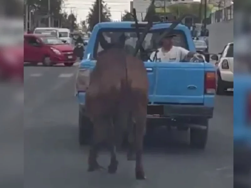 VIDEO: así arrastran a mula con camioneta en San Andrés Cholula