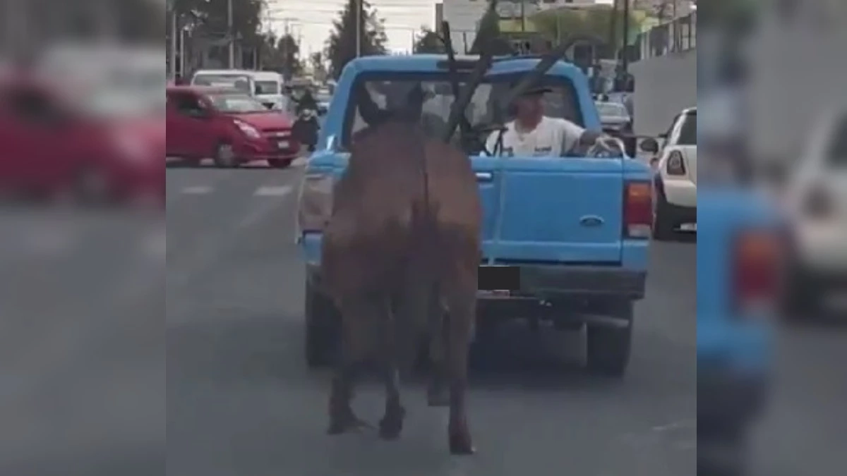 VIDEO: así arrastran a mula con camioneta en San Andrés Cholula