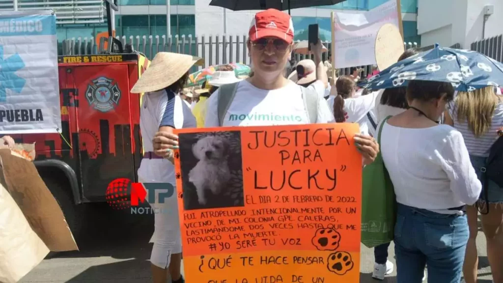 Justicia para perros en Puebla: ‘Lucky’ fue atropellado hace un año y vecino no ha sido sancionado
