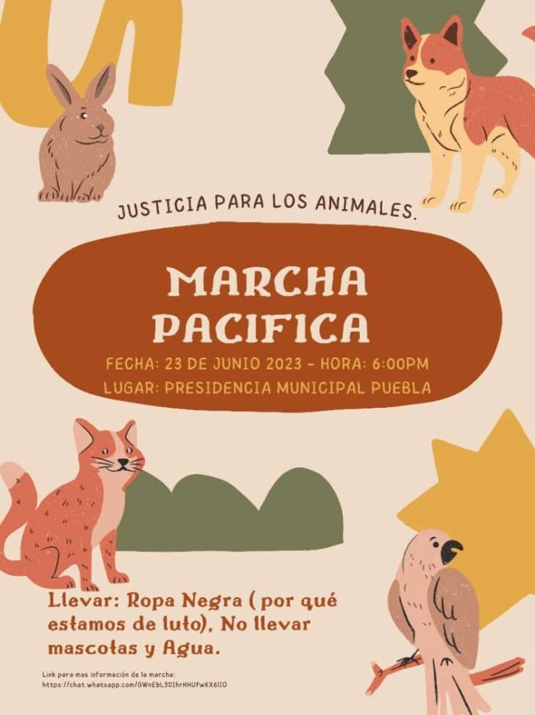 ¡Justicia para 'Huellitas'! Convocan a marchas por perro asesinado en Huauchinango