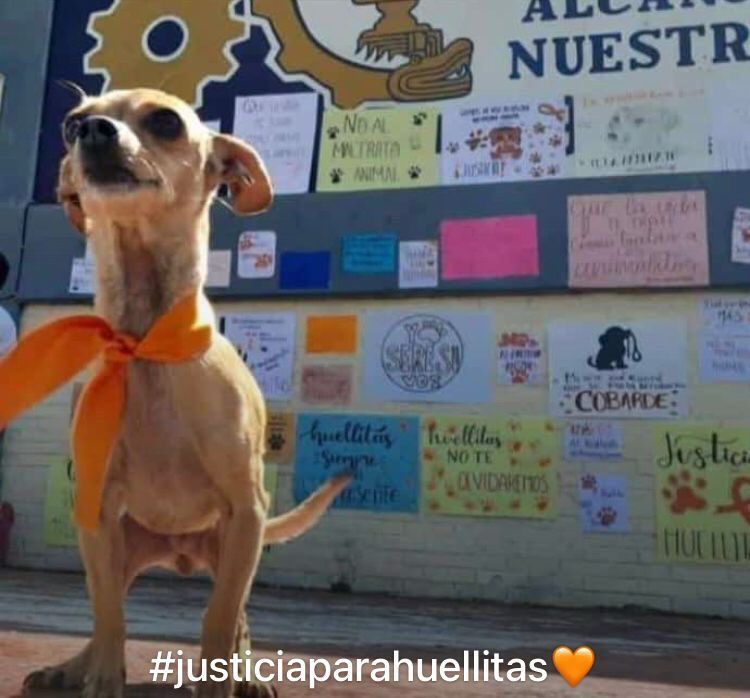 Imagen de perrito con la que exigen justicia por adolescente que mató a perro en Huauchinango.