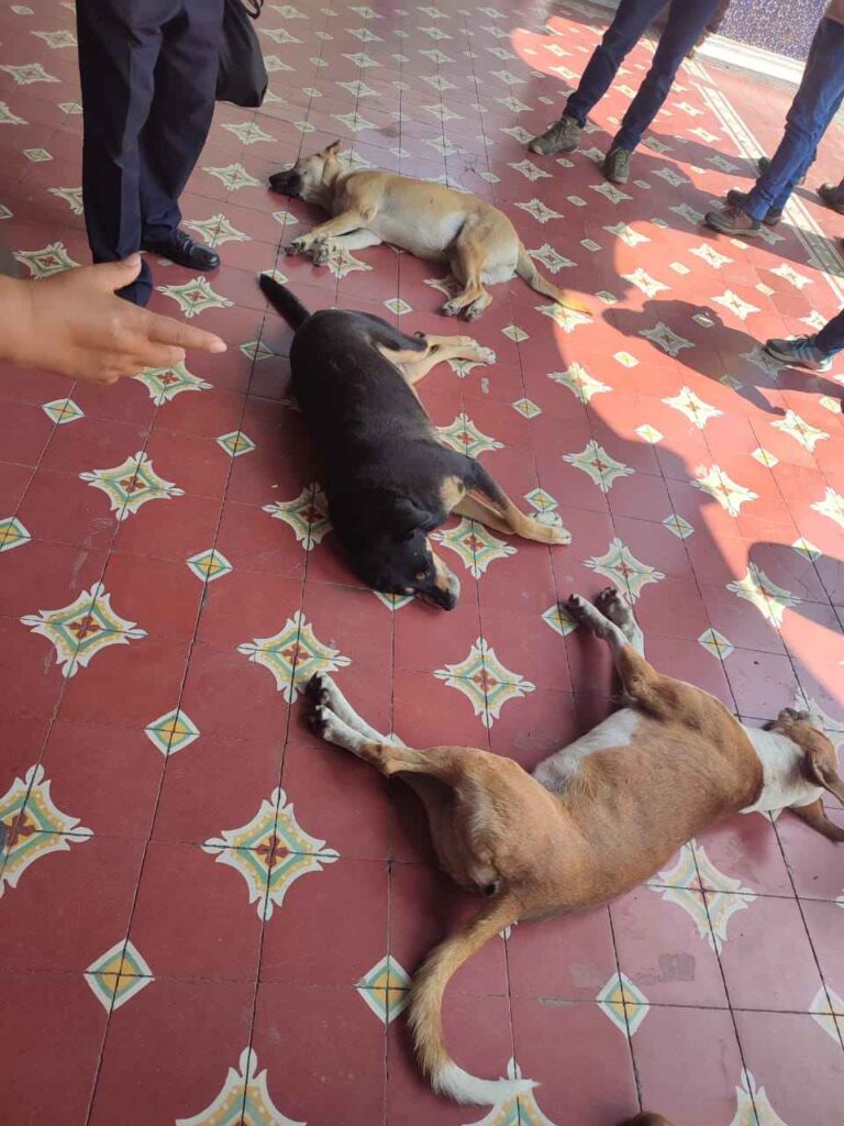 Perros callejeros fueron sedados en Tehuacán, fue un 'exceso' y acusan al edil Pedro Tepole