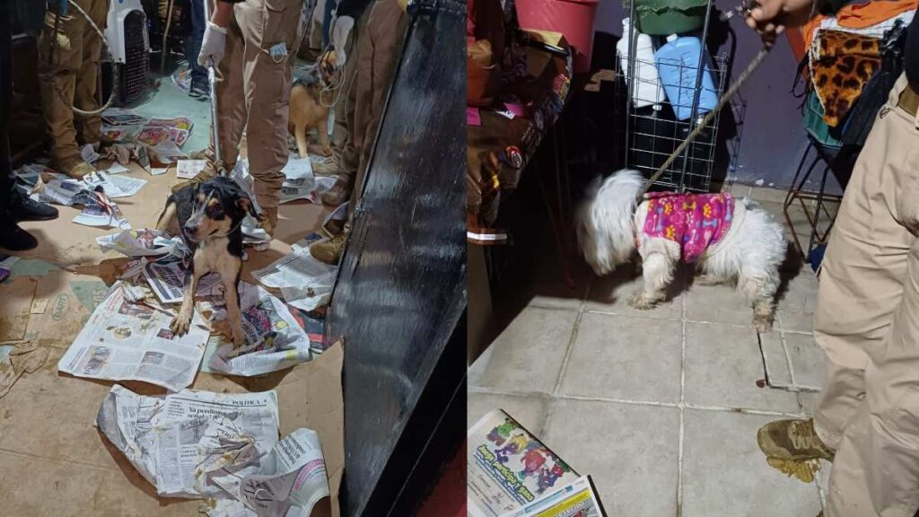 Policías de CDMX rescatan a 60 perros hacinados en una casa de Coyoacán