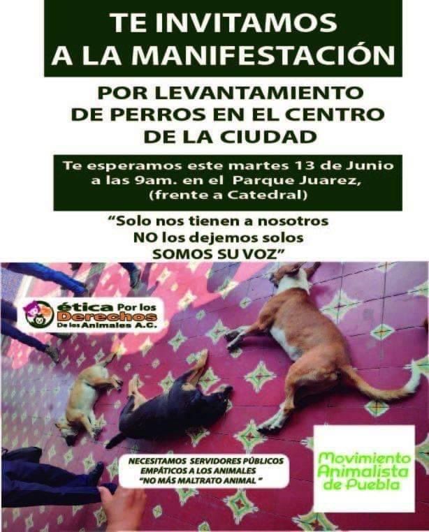Perros callejeros fueron sedados en Tehuacán, fue un 'exceso' y acusan al edil Pedro Tepole