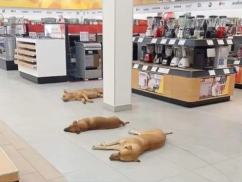 Salinas Pliego ordena dejar a perritos descansar en tiendas Elektra, ante ola de calor