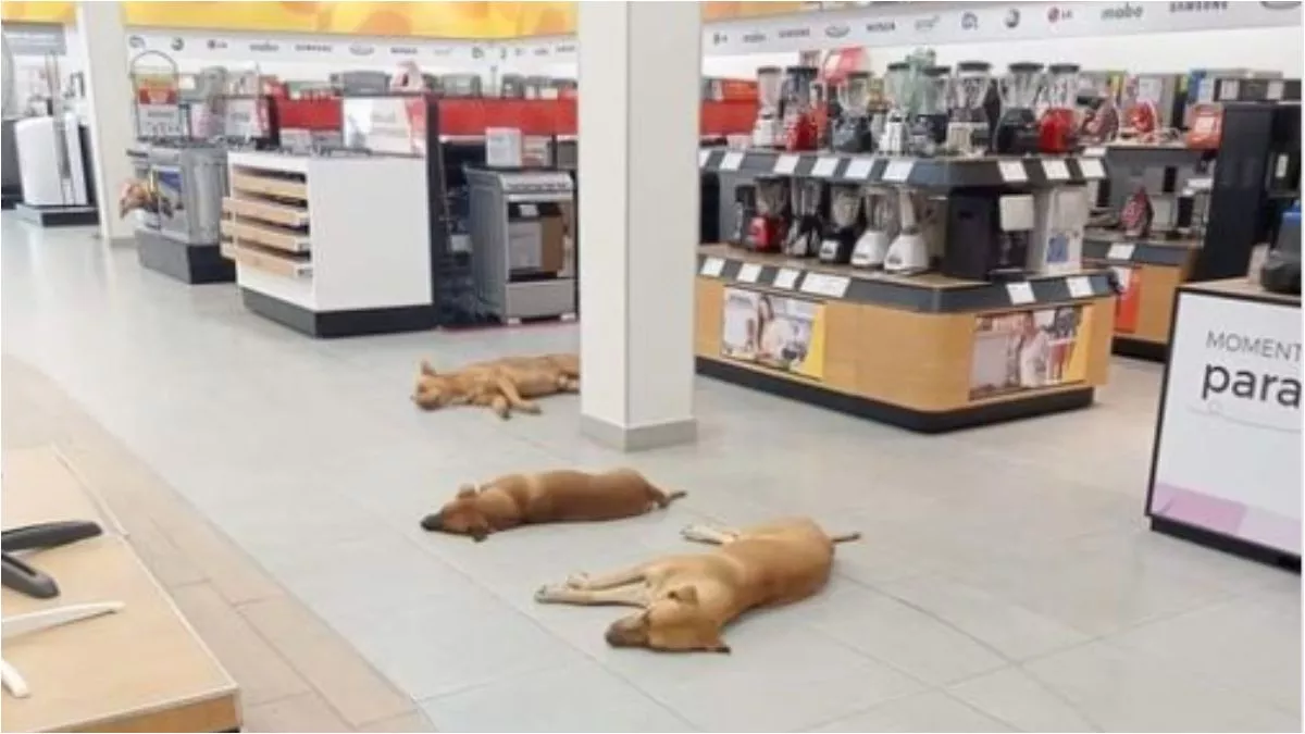 Salinas Pliego ordena dejar a perritos descansar en tiendas Elektra, ante ola de calor