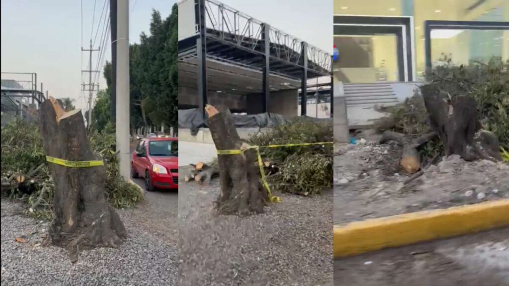 Tala de árboles en bulevar Hermanos Serdán: baja temporal a funcionarios que dieron permiso