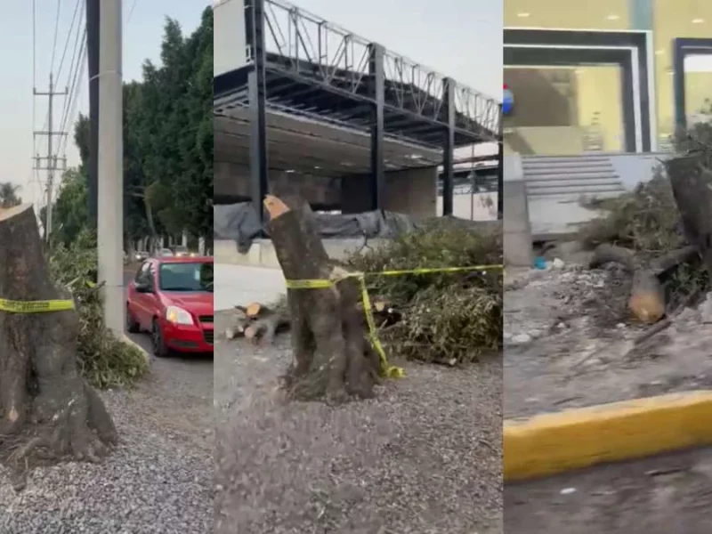 Tala de árboles en bulevar Hermanos Serdán: baja temporal a funcionarios que dieron permiso/ Ayuntamiento de Puebla sancionará a funcionarios por ecocidio en Chirey, siguen investigando