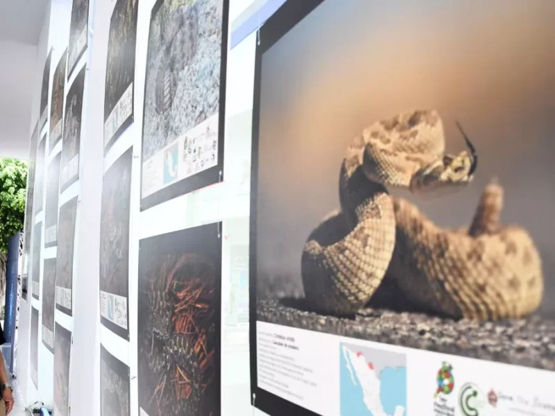 BUAP inaugura exposición fotográfica ‘Serpientes mexicanas: las víboras’ en CCU