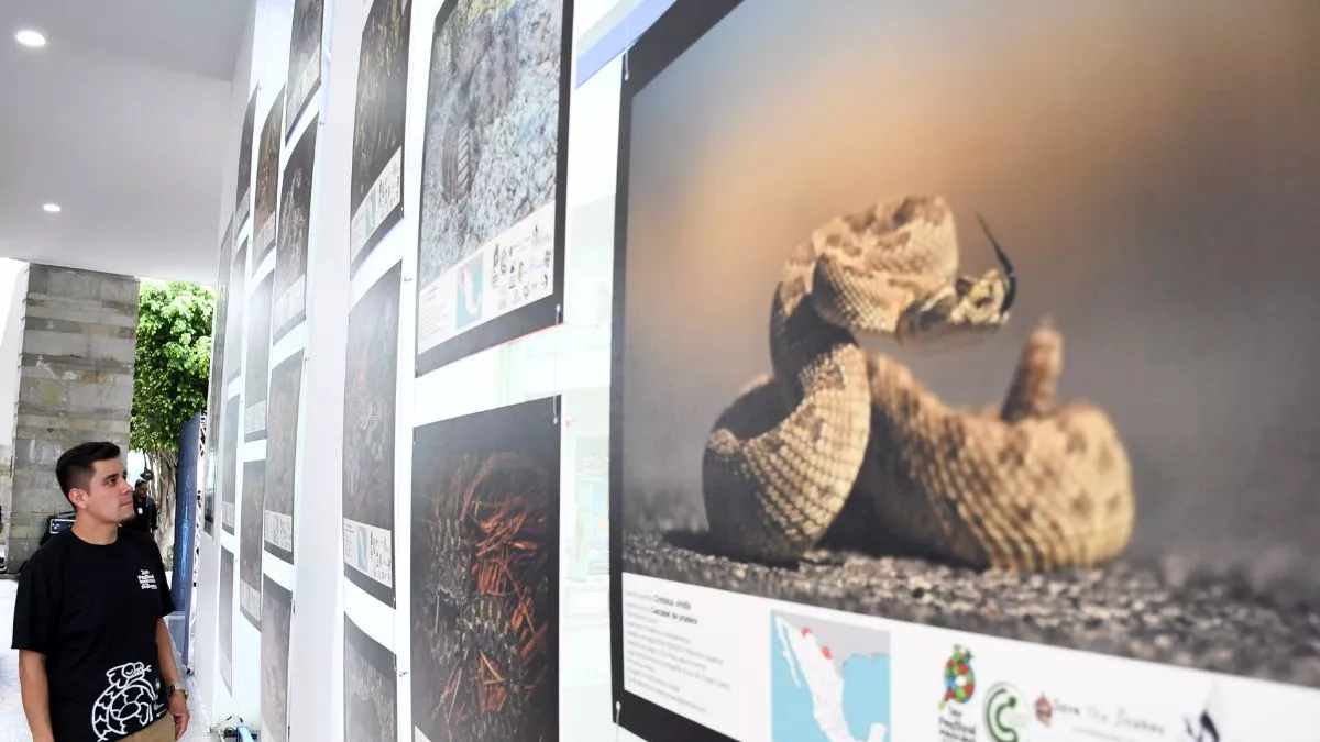 BUAP inaugura exposición fotográfica ‘Serpientes mexicanas: las víboras’ en CCU