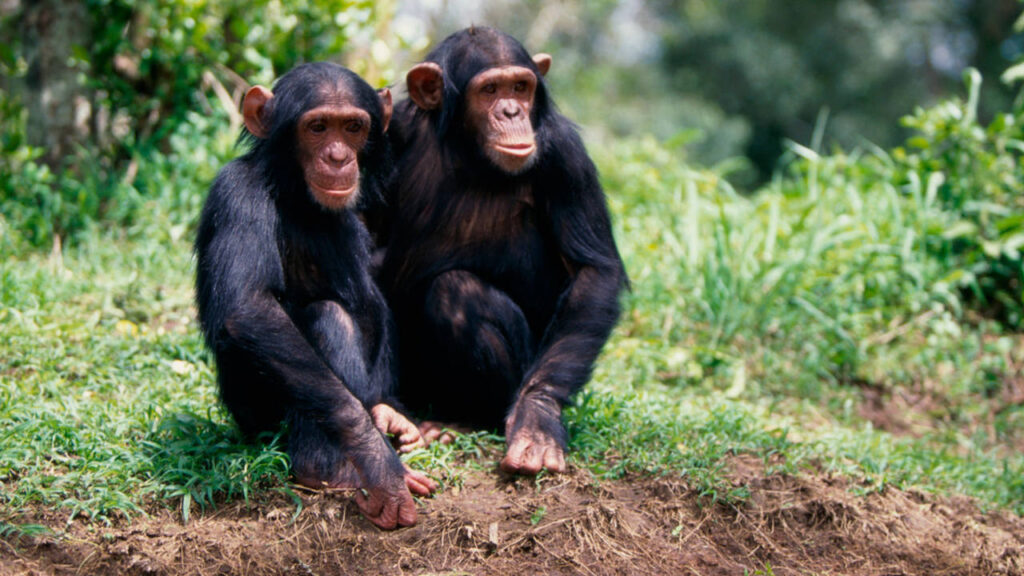 Chimpancés de África