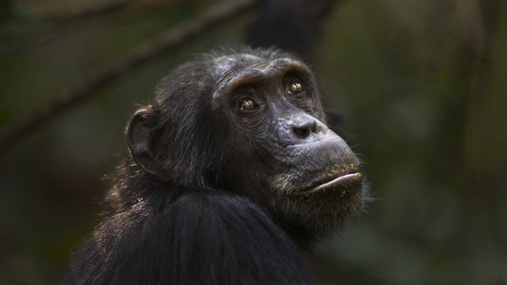 Chimpancés y la caza ilegal