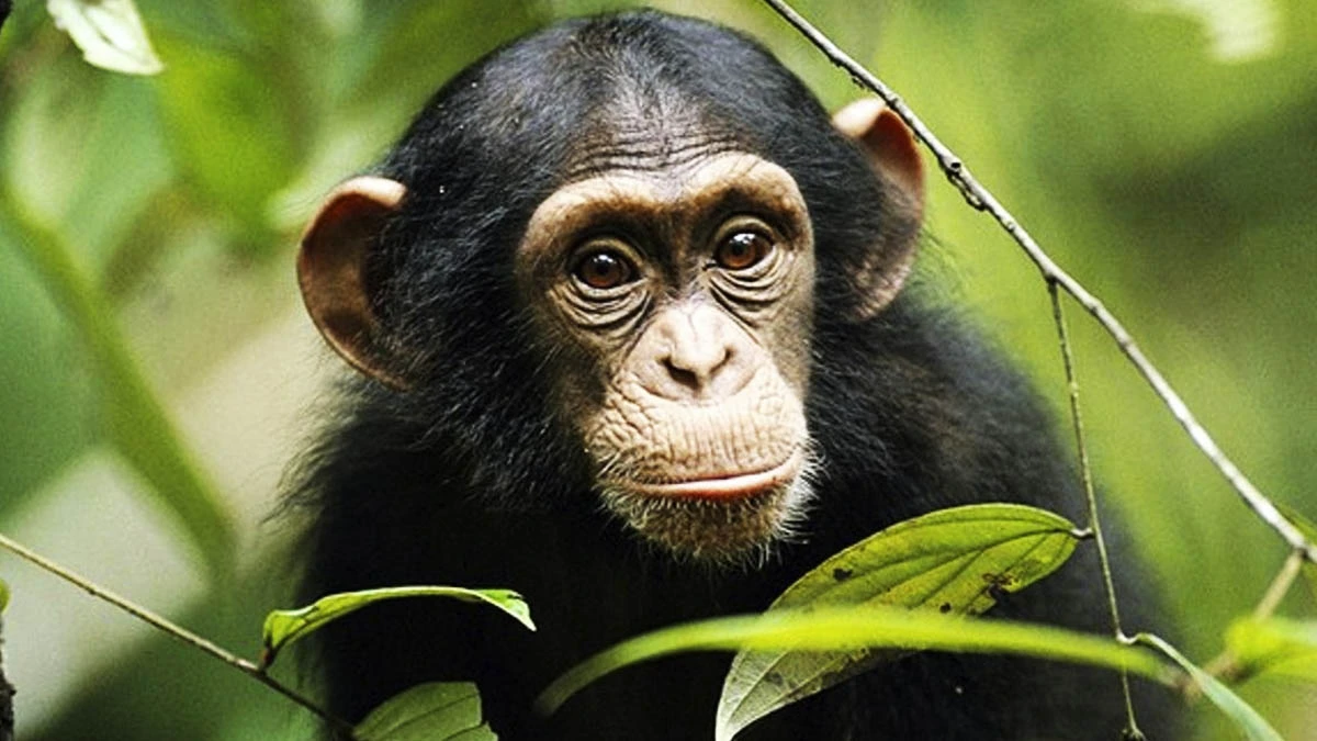 Día Mundial del Chimpancé