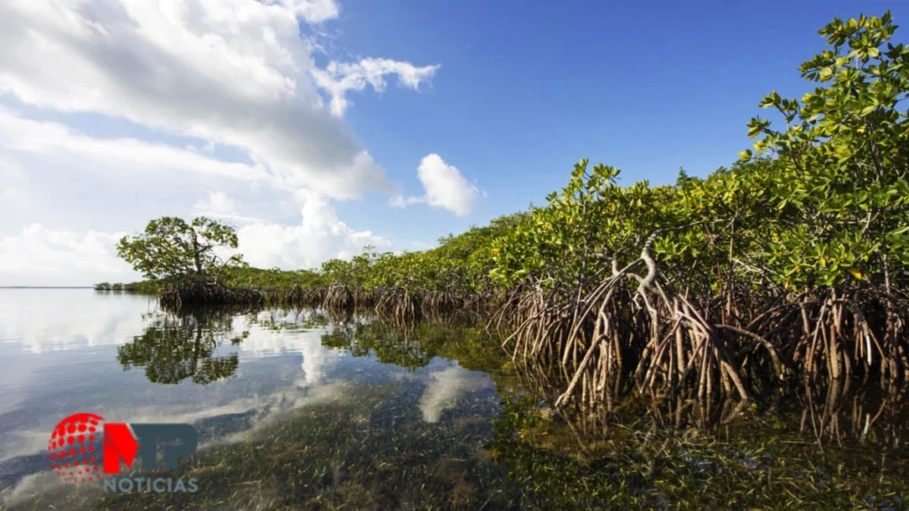 Día del Ecosistema Manglar