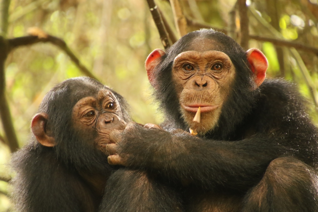 Peligros Chimpancés